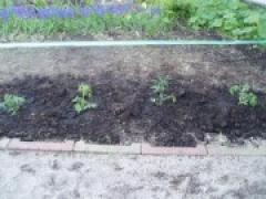 トマト大好き!!