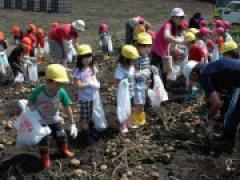 年中少もイモ掘り体験に