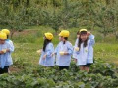 いちご狩りに行って来ました。(年中)