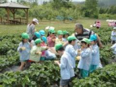 ☆年少、年長イチゴ狩り☆