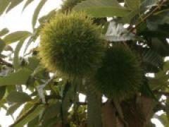 小さな秋、み~つけた!!