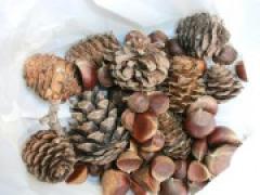 ☆香雪園へ行ったよ~年長~☆