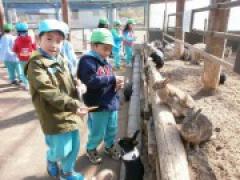 大沼ふれあい牧場に行ってきました☆年長さん