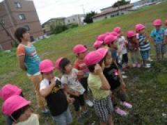 秋の草花や虫をさがしてきたよ~年少~