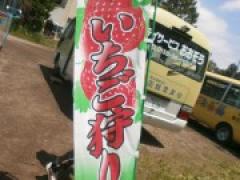 いちご狩りにいってきました☆~年中~