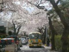 ☆年中☆バスでお花見レッツゴー!
