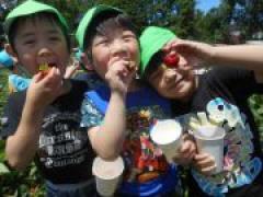 美味しいいちご☆いっぱい食べたよ~(年長)