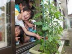 早く食べたいな!  ミニトマトとキューリ