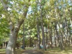 にじ・ほし探検隊!~秋探しの巻~