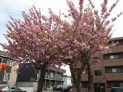 公園へレッツゴー!! ~年少~