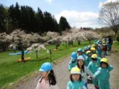 お花見してきたよ~かぜ・そら探検隊、with年中さん☆~