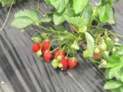 真っ赤ないちご、みーつけた!~年長~