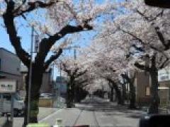 お花見バスツアー🌸🚌~そら・にじ・ほし~