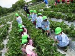 まっかでとってもあま~い🍓~年長~