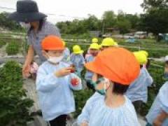 おっきないちご見~つけた🍓~年中~