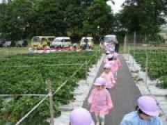 甘くておいしかったね~いちご狩り・年少~