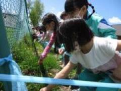 おおきくなぁ~れ🌻