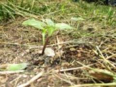 芽が出たよ🌱~年長~