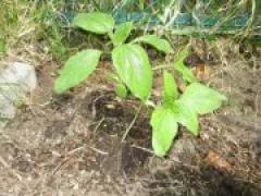 大きくなったよ♬ ~年長~