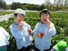 いちご美味しかったね🍓 ~年長~