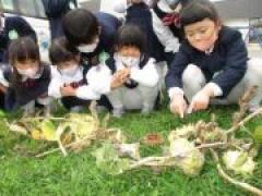 ひまわりの種たーくさん!! ~年長~