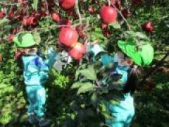 真っ赤なりんごみーつけた!! ~年長~