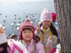 わ〜い!!白鳥がいっぱい!!