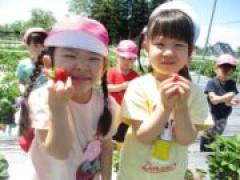 真っ赤ないちごみーつけた! ~年少~