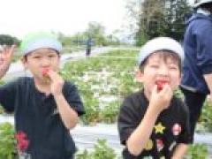 いちごおいしかったね🍓~年長~