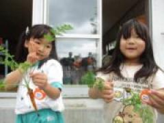 ベビーキャロット収穫しました🥕~年中~