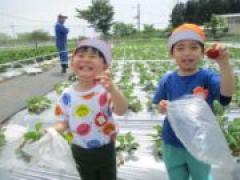 真っ赤ないちごおいしかったね♪~年長~