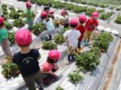 あま~いいちご🍓おいしかったね!~年少~