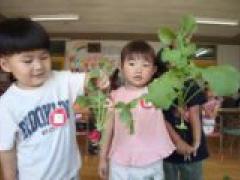 ラディッシュ収穫!~年少~