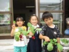 ラディッシュ収穫😋~年長~